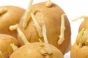 土豆发芽了还能吃
