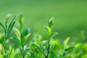 清明茶是什么茶