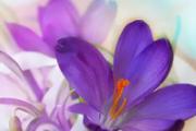 藏红花降血糖吗 藏红花降血糖效果好吗
