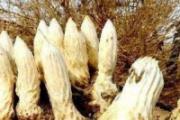肉苁蓉鹿茸人参泡酒的功效 10斤酒泡多少肉苁蓉