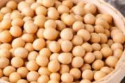 黄豆没有泡可以煮吗 黄豆泡软了不煮能直接吃吗
