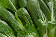 八个月宝宝可以吃油菜吗 宝宝多大可以吃油菜