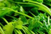 芫荽是什么 芫荽是香菜吗