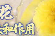鲜菊花的吃法和作用 菊花茶是胎菊好还是贡菊好
