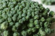三七花泡水喝减肥吗 用什么泡水喝减肥最快