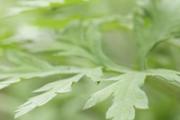 艾叶泡澡用干的还是新鲜的比较好 长期用艾叶洗澡好不好