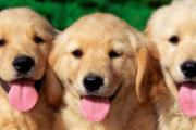预防狂犬病最有效的手段