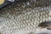 鲈鱼为何要少吃 四种人不能吃鲈鱼