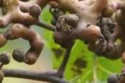 拐枣泡酒需要把籽剪掉吗 拐枣泡酒之前要清洗吗