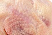 三种人不能吃鸽子 乳鸽和老鸽哪个营养好