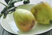 孕妇无可以用花果叶吗 孕妇吃多了无花果叶怎么办