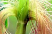 玉米须可以去胎毒吗