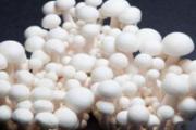 金针菇消化不了吗