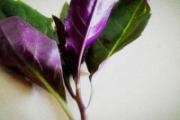红背菜的功效与作用