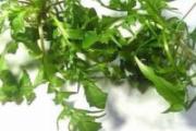 荠菜二岁宝宝可以吃吗 有什么好处？能吃多少？