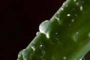 家种芦荟可以直接擦脸吗 自己养的芦荟涂脸步骤