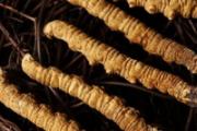 冬虫夏草按什么分等级 怎样辨别虫草的真假质量