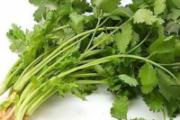 香菜根的功效与作用