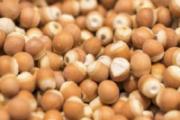 芡实有一股臭味正常吗 芡实为什么煮不烂