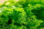 生菜的热量是多少大卡 生菜的热量高不高