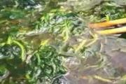 艾叶水能加冷水吗 艾叶水过夜还能用吗