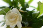 栀子花有毒吗 家里有宝宝能养栀子花吗