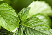 薄荷茶能天天喝吗 薄荷茶一次放多少片