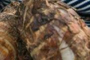 芋头能放冰箱冷藏吗 新鲜芋头如何保存时间长