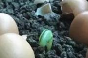 鸡蛋壳可以做花肥吗 如何用鸡蛋壳给花做肥料