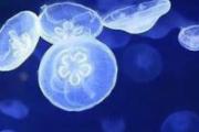 海蜇的营养价值