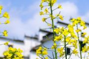 油菜花可以吃吗 吃油菜花有什么好处