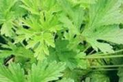 益母草是凉性还是热性 体寒的人能喝益母草吗