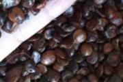 酸枣仁泡茶喝是用生的还是熟的 酸枣仁泡茶喝能治失眠吗