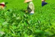 如何选买茶叶 茶叶怎么保存好