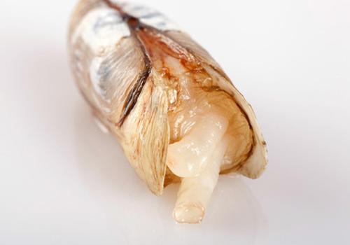 蛏子死了还能吃吗