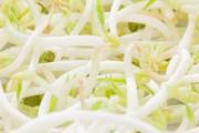 绿豆芽生的可以吃吗 绿豆芽生吃有毒吗