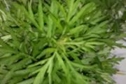 茵陈的功效与作用