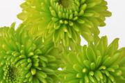 芦荟能治烧伤吗 芦荟能治烧伤烫伤吗
