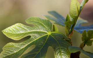 无花果叶可以泡水喝吗