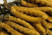 新鲜虫草怎么吃 干虫草有哪些食用方法