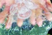 鲜海蜇怎么处理才能吃
