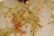 金银花和甘草泡水喝的功效和作用