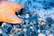 海星煲汤有什么作用 海星煲汤有什么好处