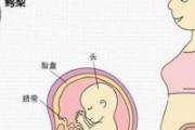 怀孕四个月肚子有多大