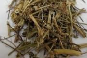 马鞭草的功效与作用及禁忌和食用方法